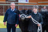 Champion Galloway at Dumfries Christmas Show from Messrs Paterson Low Three Mark weighing 670kg and sold for 230p-kg-6